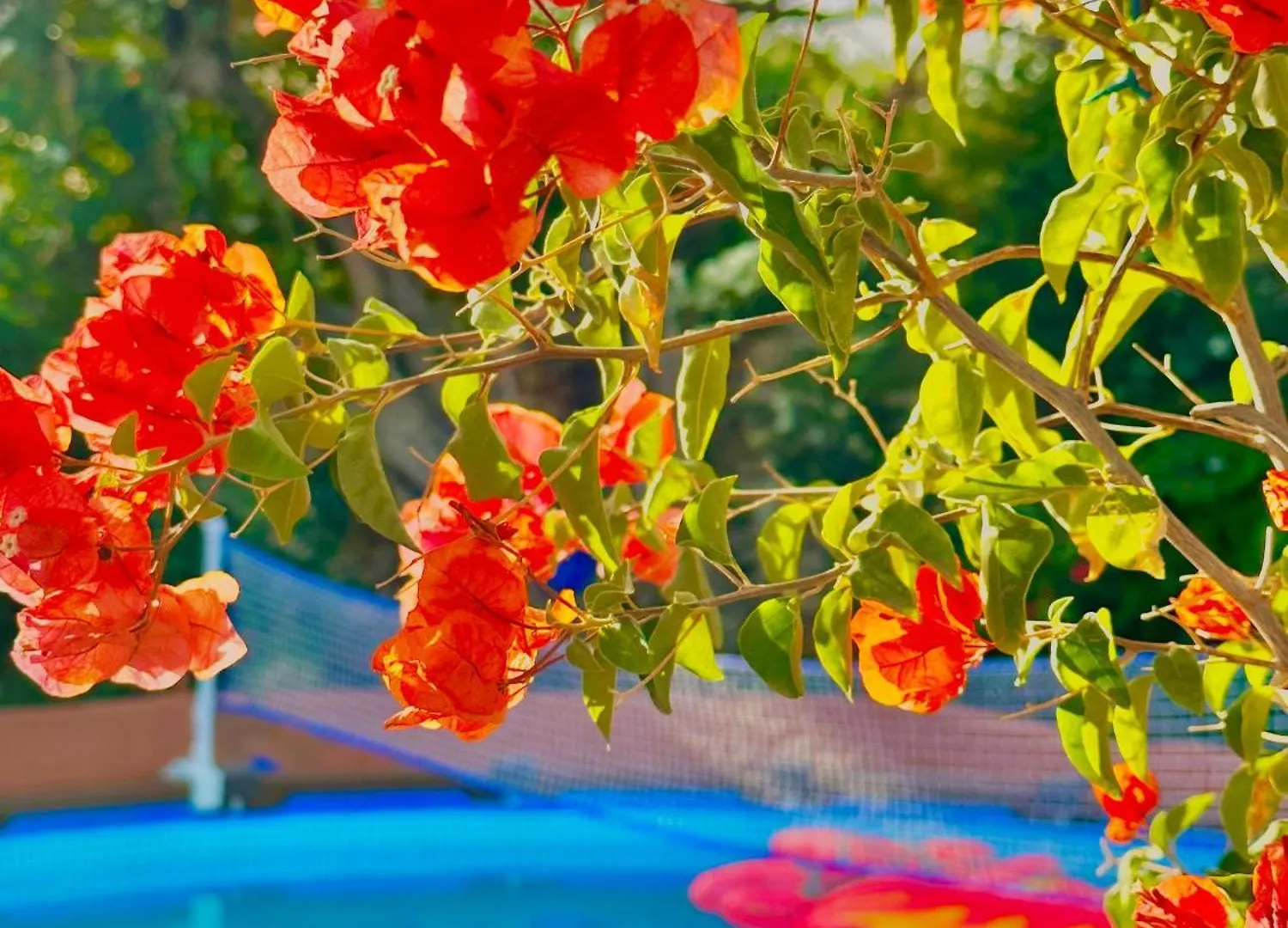 Villa Eden Garden Essaouira